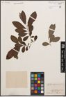 Foto von Salix cinerea L.